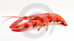 Giant red lobster lobster on a white background realism illustration.