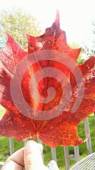 Giant red maple leaf of fall