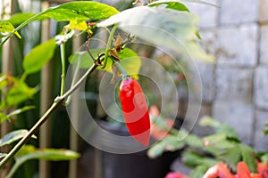 A giant red pepper