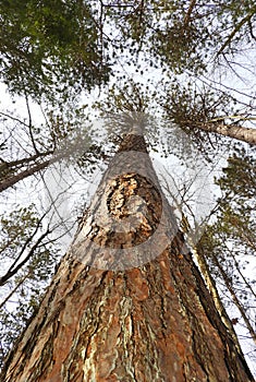 Giant Red Pine in NYS Forest Park looking up the tall trunk photo