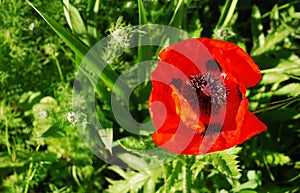 Giant Red Poppy with Background Grasses