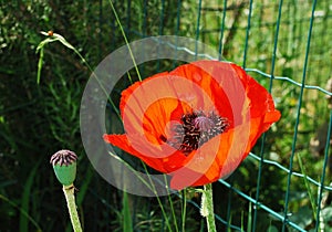 Giant Red Poppy