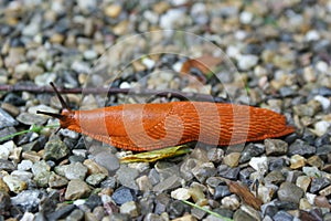 A Giant red roadside slug, spanish slug, shell-less terrestrial gastropod mollusc seen from aside sliding over a path with small