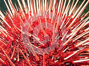 Giant Red Sea Urchin