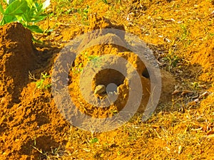 Giant red soil termitary termites nest