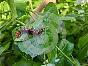 Giant Red Spiky Worm Eating Poison Leaf