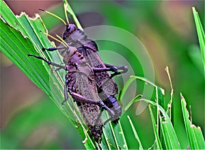 Giant red winged grasshoppers, in Tortuguero, Costa Rica.