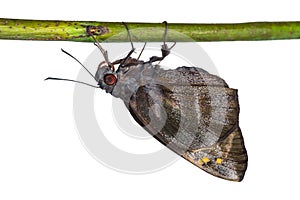 Giant Redeye Gangara thyrsis butterfly photo