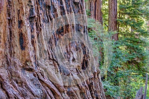 Giant redwood at Big Basin State Park, California, USA