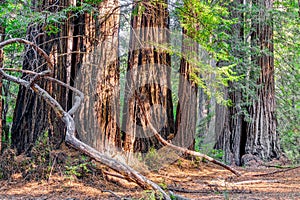 Giant Redwood Forest at Big Basin State Park