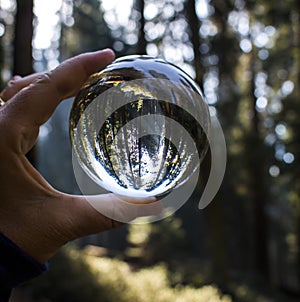 Giant Redwood Forest with Light Coming Through Trees Captured in