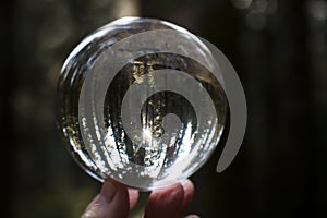 Giant Redwood Forest with Single Tree Highlighted Captured in Glass Globe