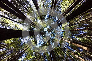 Giant redwoods forest in Rotorua North Island New Zealand photo