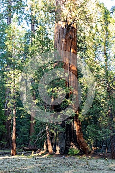 Giant redwood in secoya national park
