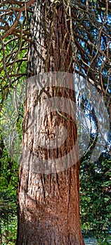 Giant redwood sequoia tree