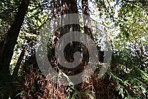 Giant redwood Sequoiadendron giganteum, 4.