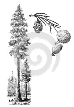 Giant redwood Sequoiadendron giganteum / Antique illustration from Brockhaus Konversations-Lexikon 1908 photo