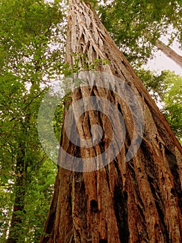 Gigante sequoie in piedi orgoglioso 