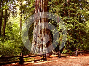 Giant Redwood tree photo