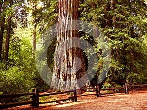 Giant Redwood tree