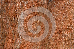 Giant redwood tree bark abstract background