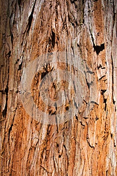 Giant Redwood Tree Texture, Background