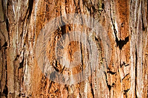 Giant Redwood Tree Texture, Background