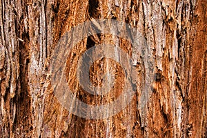 Giant Redwood Tree Texture photo