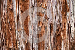 Giant Redwood Tree Texture