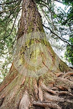 Giant Redwood Tree