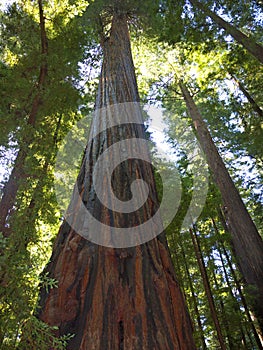 Giant Redwood trees photo
