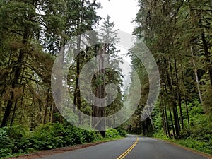 Giant Redwood Trees along the Avenue of the Giants