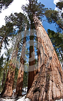 Giant Redwood Trees - Bachelor and 3 Graces