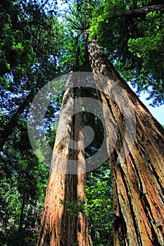 Gigante sequoie alberi foresta monumento 