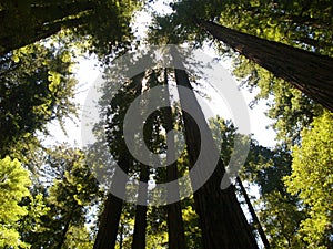 Giant Redwoods, California, USA