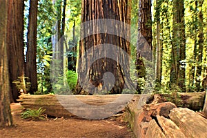 Giant Redwoods photo