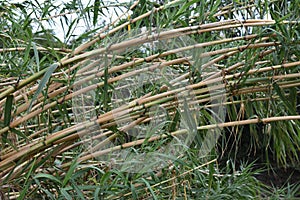 Giant reed Arundo donax