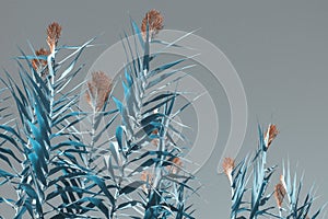 Giant reed Arundo donax . Blue leaves and flowers, surreal. Free space for text