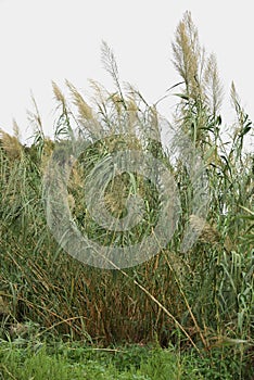 Giant reed Arundo donax