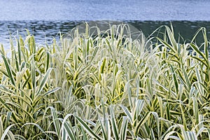 Giant reed or arundo donax in summer by lake