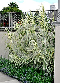 Giant Reed Grass - Arundo donax