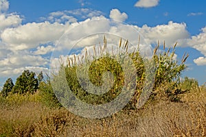 Giant reed plants on a blue sky with soft white clouds