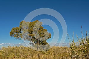 Giant reed plants and tree in Guadalhorce river estuary nature reserve, Malaga, Spain