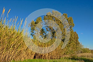 Giant reed and trees in Guadalhorce river estuary nature reserve