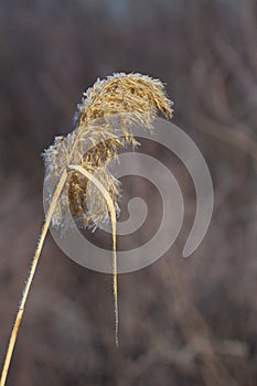 Giant Reed with Winter Hoarfrost