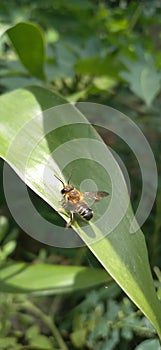 giant resin bee and resin sculpture bee is a species of leafcutting bee belonging to the family Megachilidae