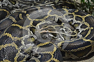 Giant Reticulated Python (Broghammerus reticulatus photo