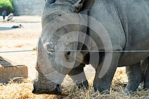 Giant Rhino in the big safari forest