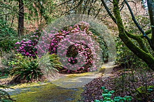 Giant Rhododendron Scene 2