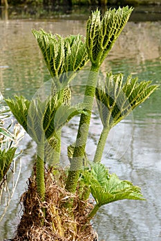 Giant Rhubarb (Gunnera Manicata)